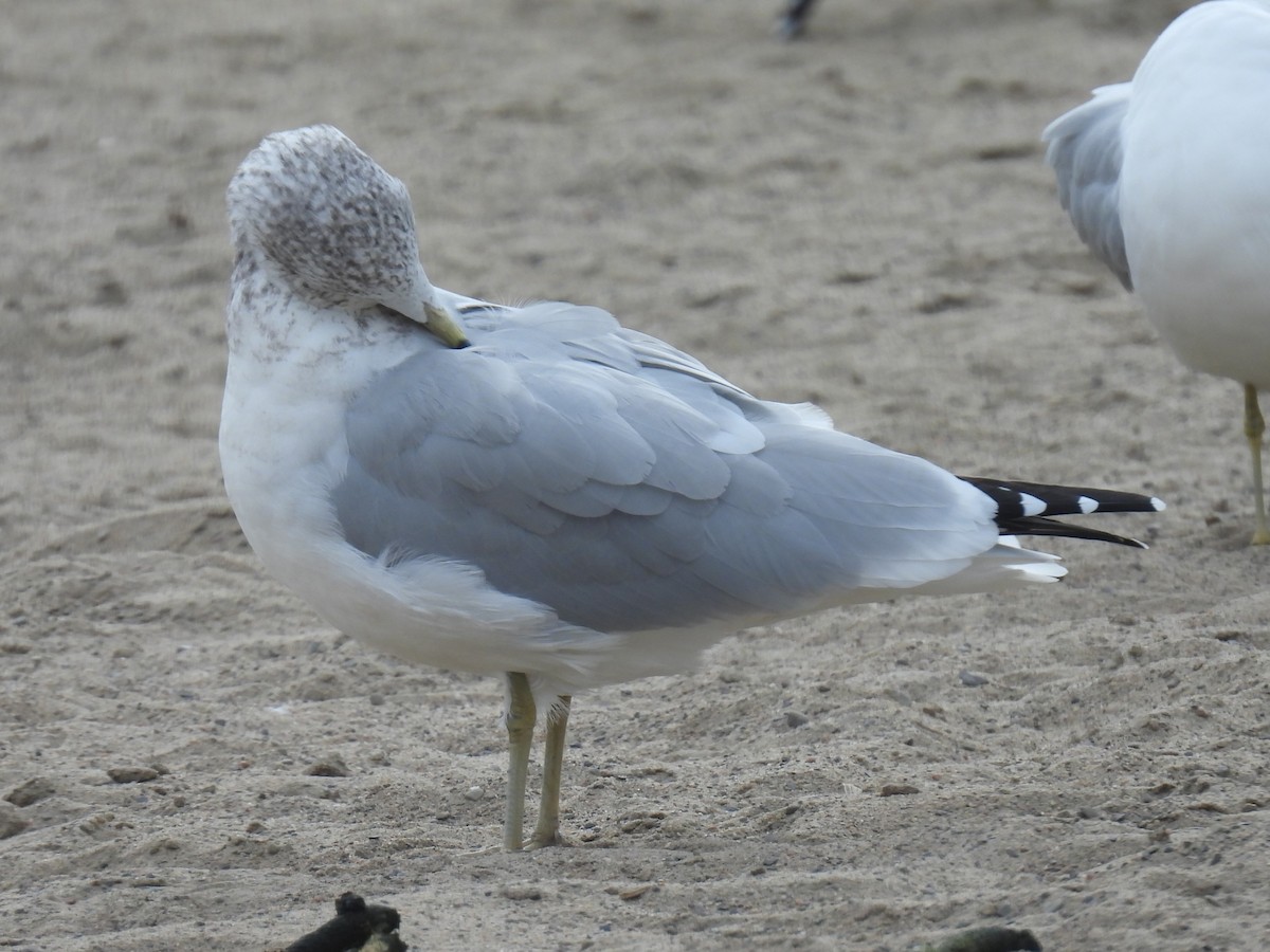 Ring-billed Gull - Gil Aburto-Avila