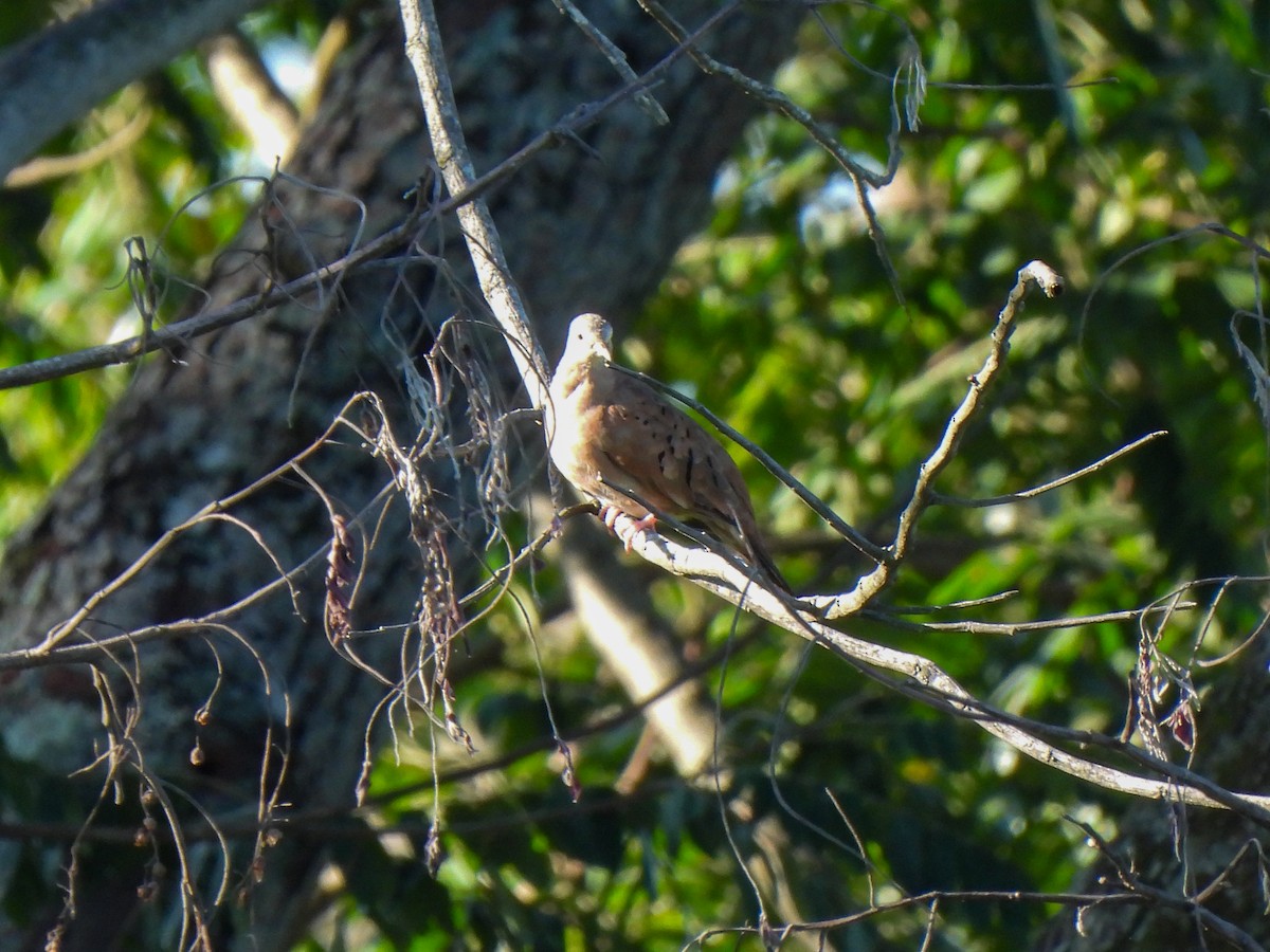 Ruddy Ground Dove - ML610034025