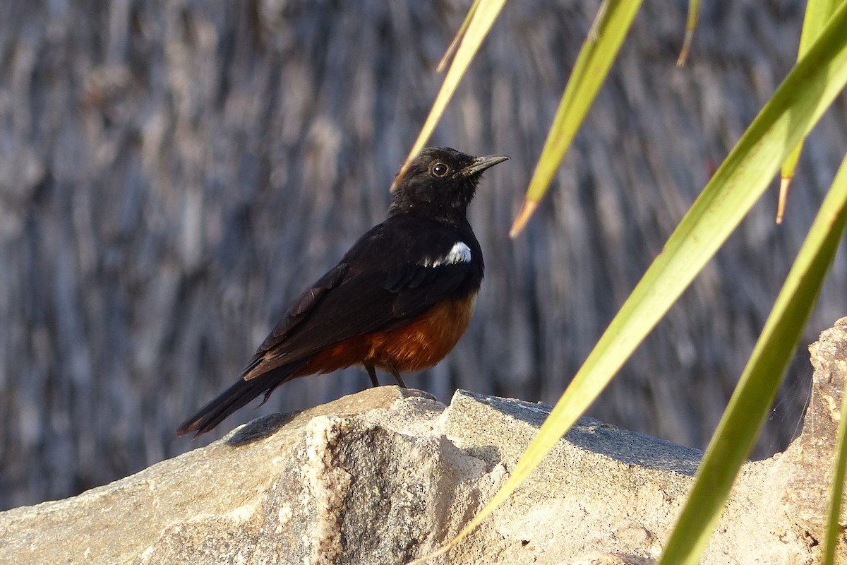 Mocking Cliff-Chat - ML610034047
