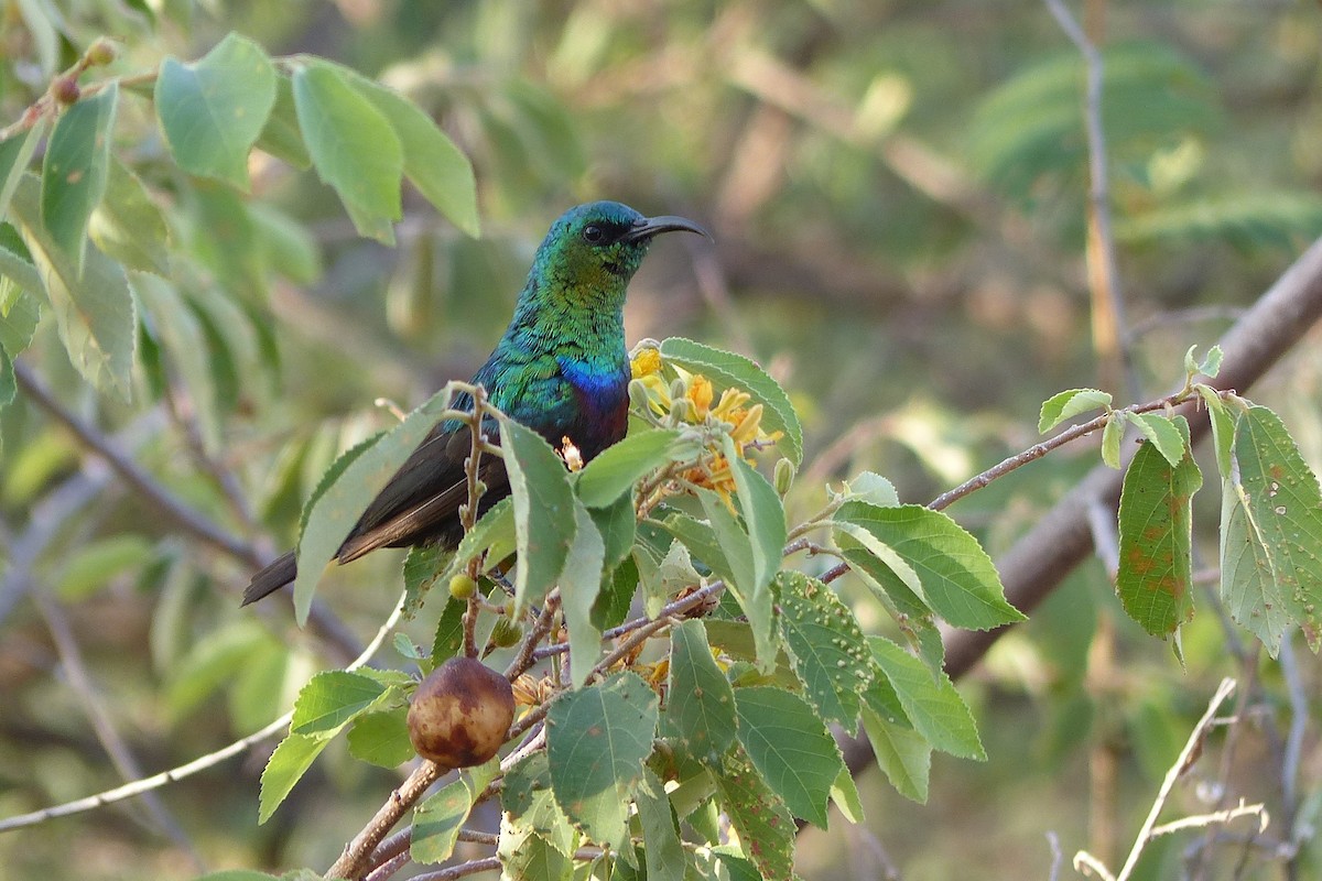 Marico Sunbird - ML610034128