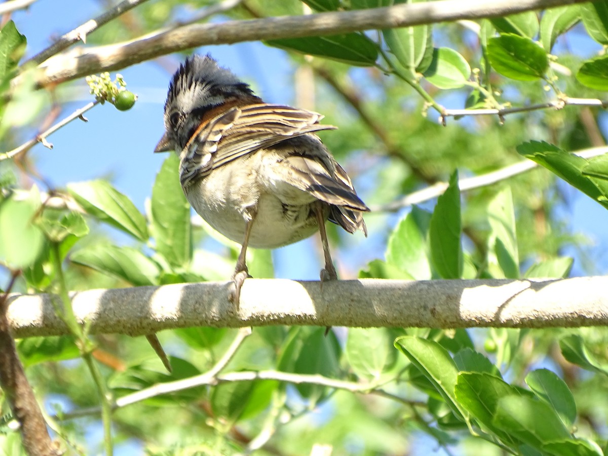 Rufous-collared Sparrow - ML610034156