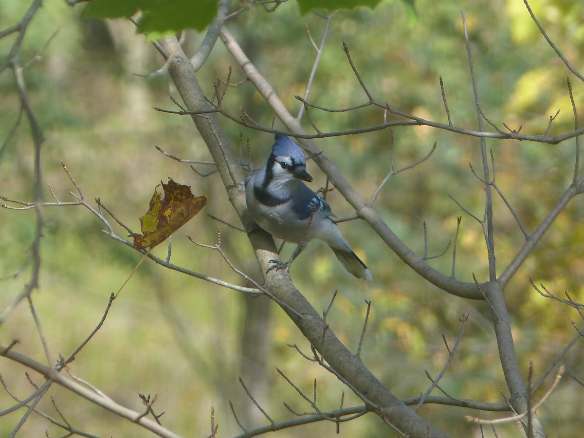 Blue Jay - Carolyn Wilcox