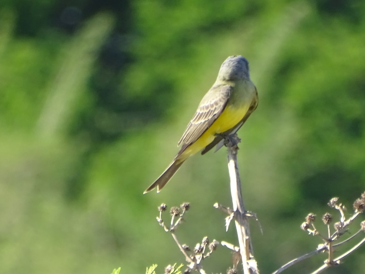 Tropical Kingbird - ML610034255