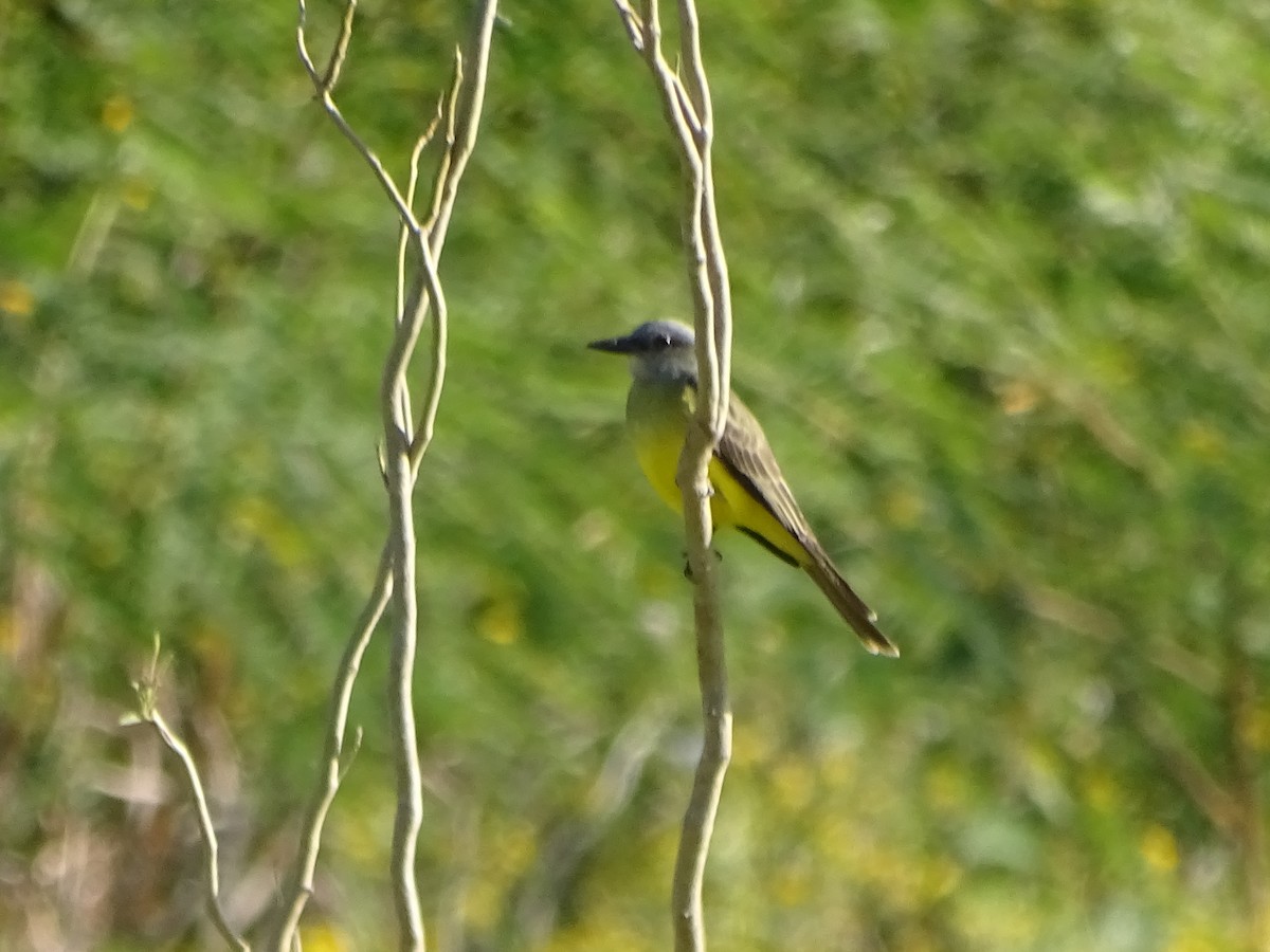 Tropical Kingbird - ML610034281