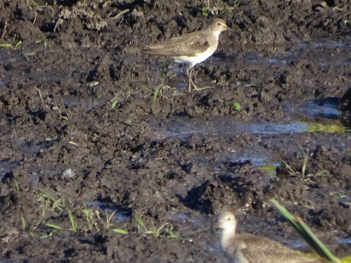 Solitary Sandpiper - Mirian Del Río