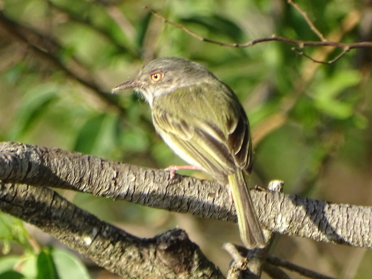 Pearly-vented Tody-Tyrant - Mirian Del Río