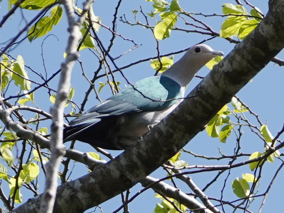 Green Imperial-Pigeon - Barry Reed