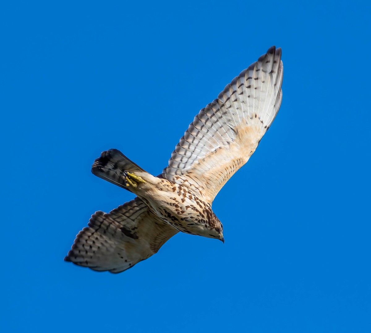 Broad-winged Hawk - ML610034385