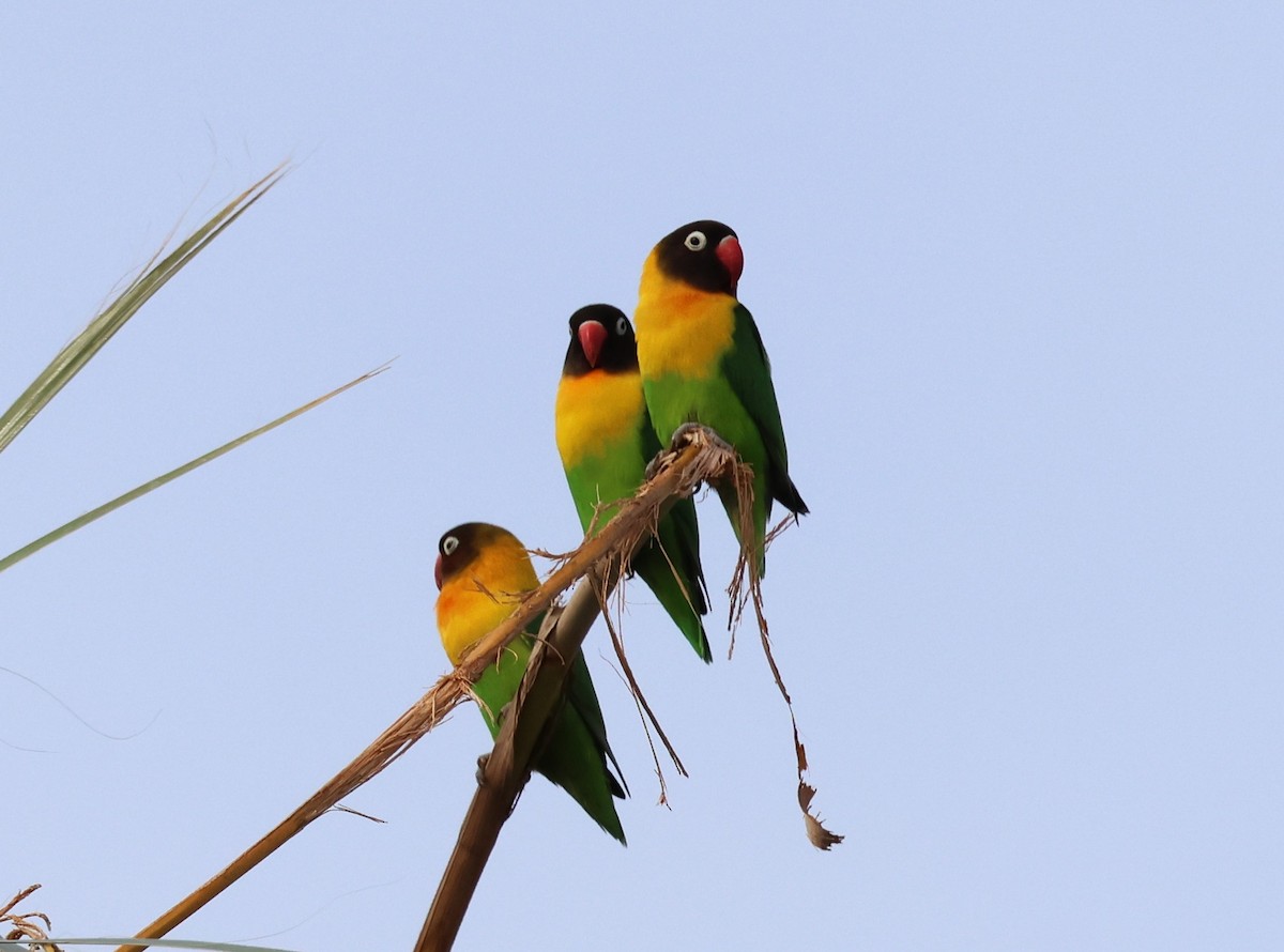 Yellow-collared Lovebird - ML610034410