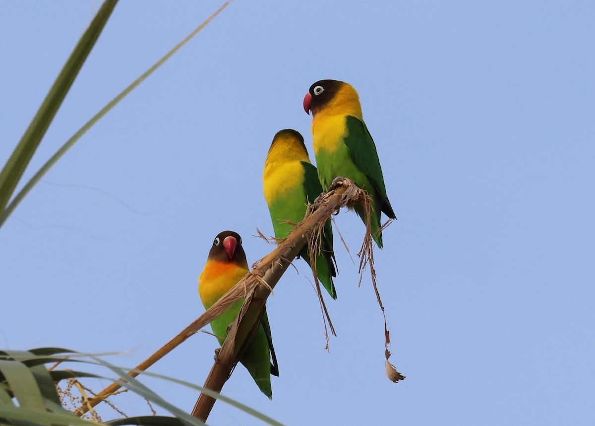 Yellow-collared Lovebird - ML610034411