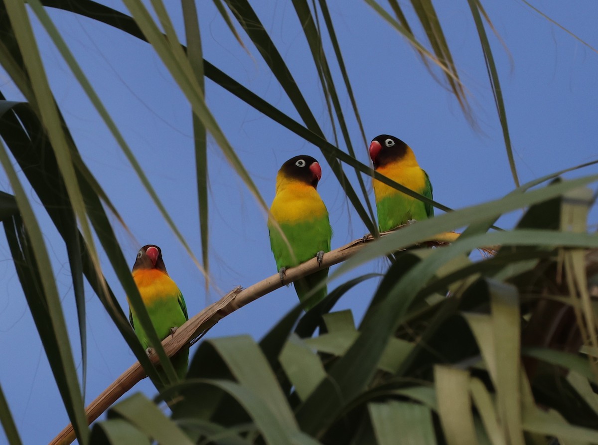 Yellow-collared Lovebird - ML610034413