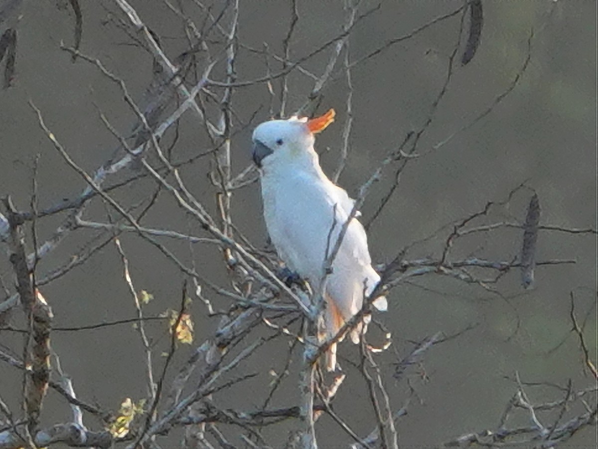 Citron-crested Cockatoo - ML610034421