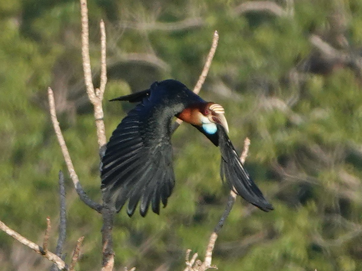 Sumba Hornbill - Barry Reed