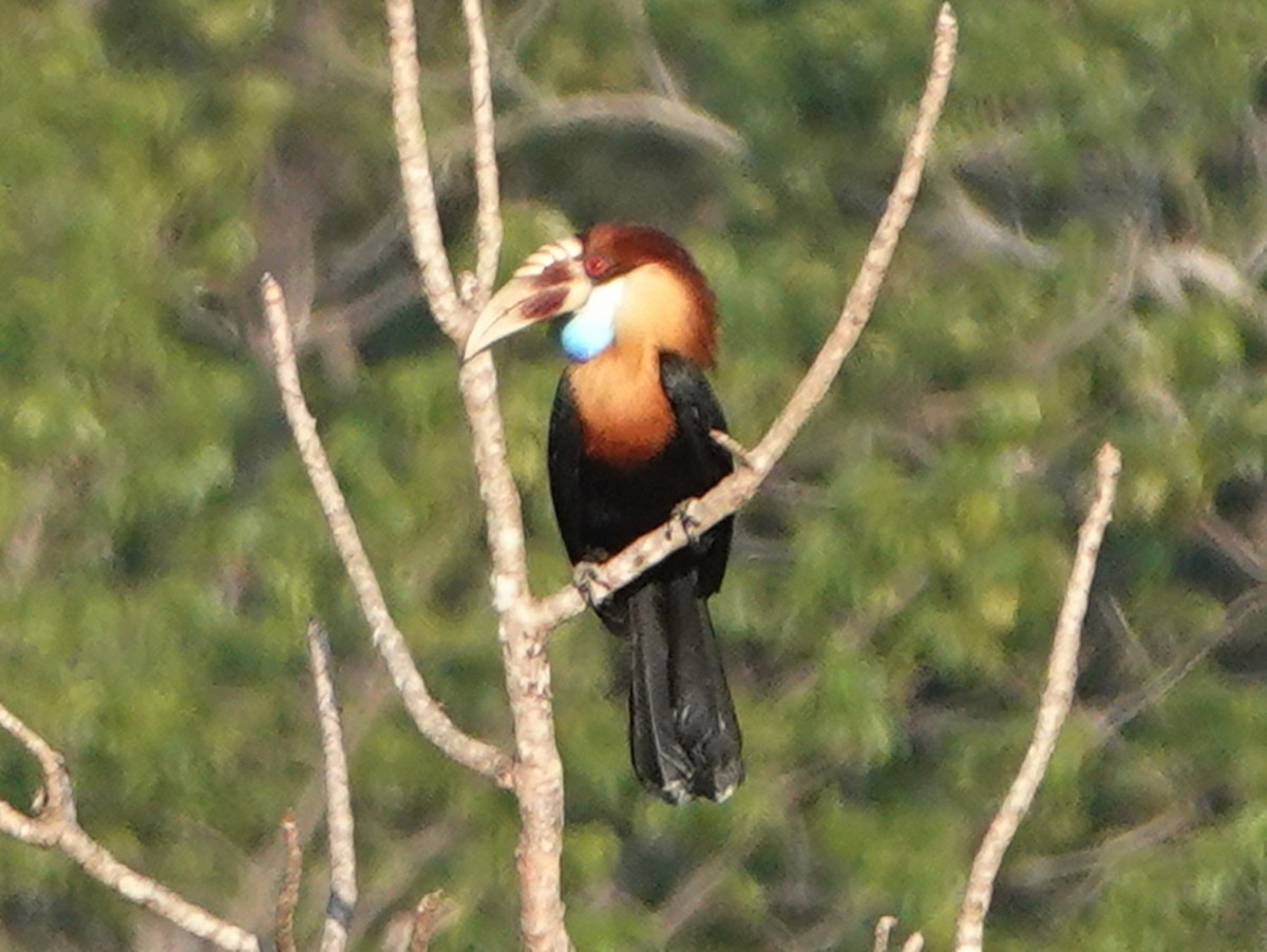 Sumba Hornbill - Barry Reed