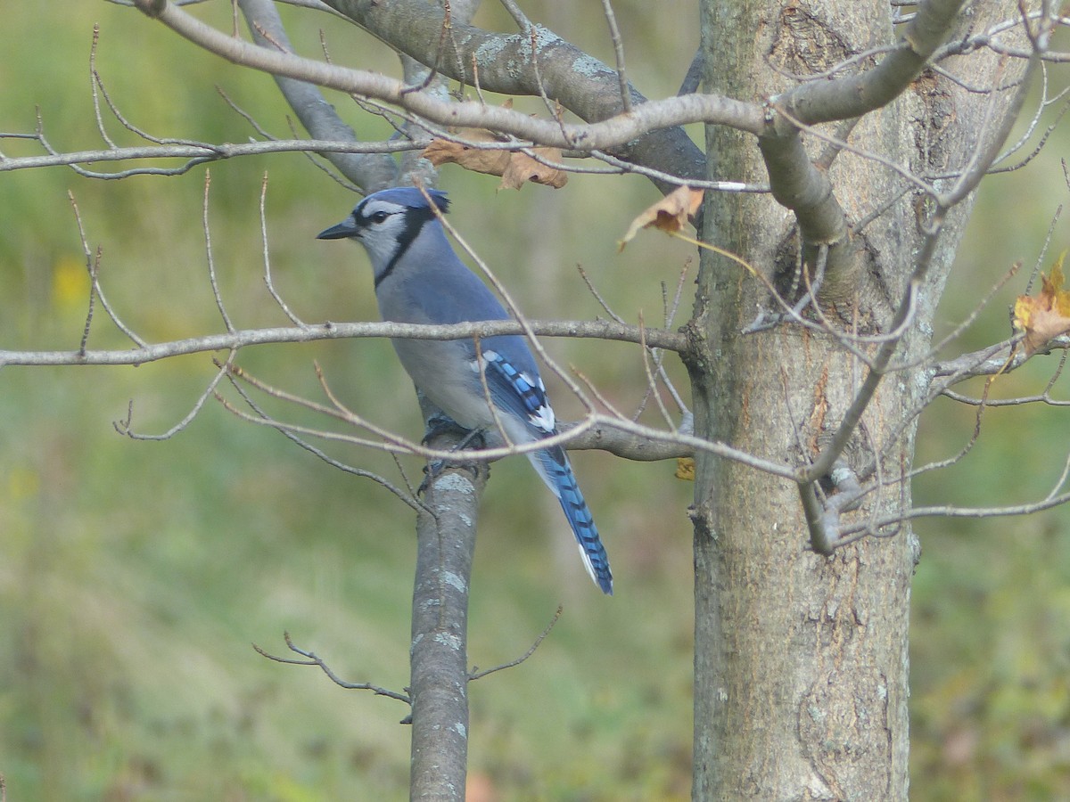 Blue Jay - ML610034460