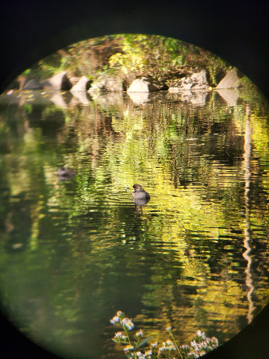 Бор нугас - ML610034461