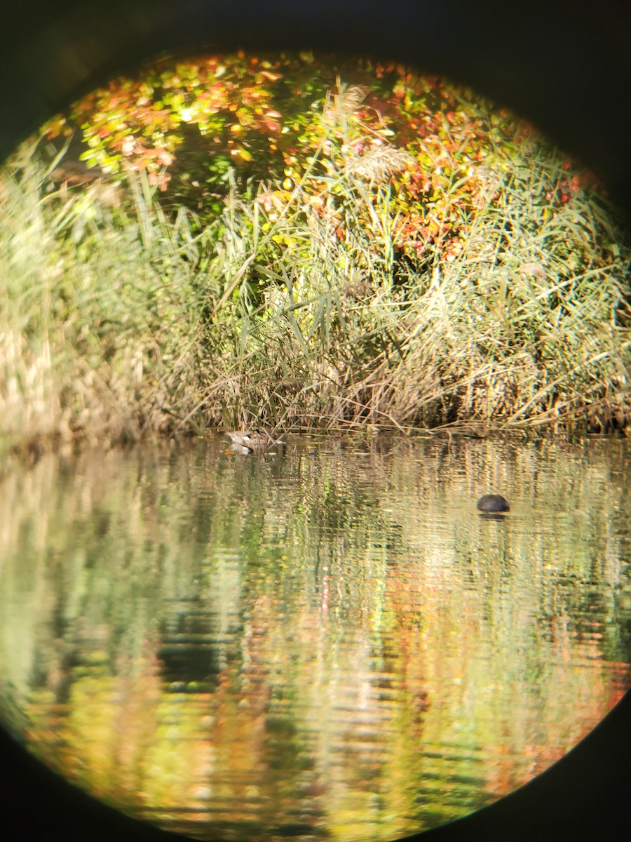 Бор нугас - ML610034462