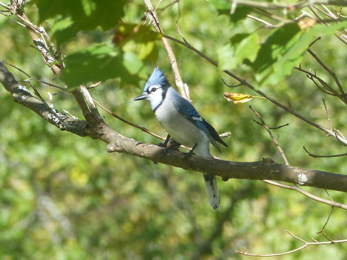 Blue Jay - ML610034472