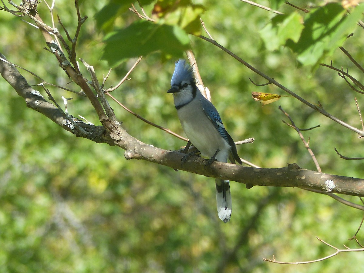 Blue Jay - ML610034483