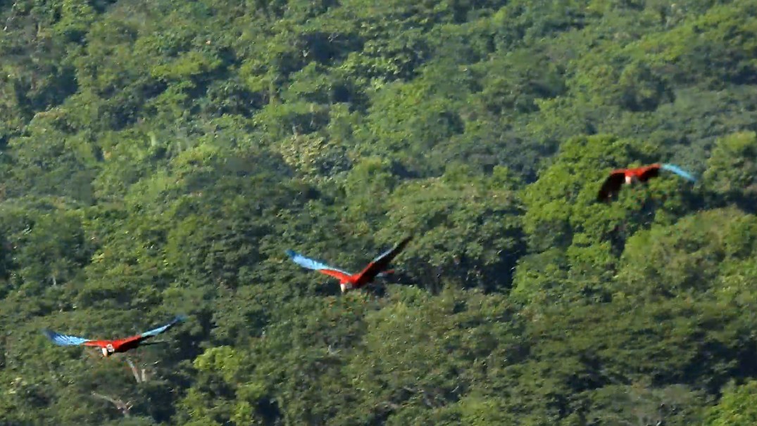 Red-and-green Macaw - ML610034588