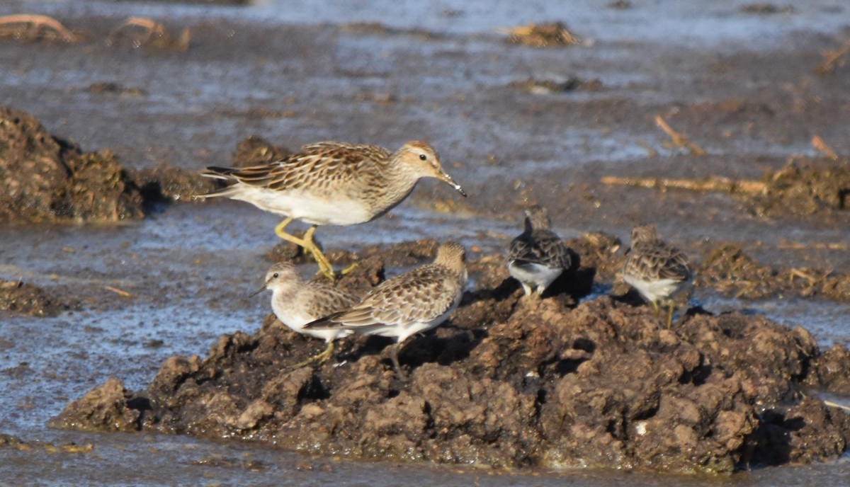 Graubrust-Strandläufer - ML610034601