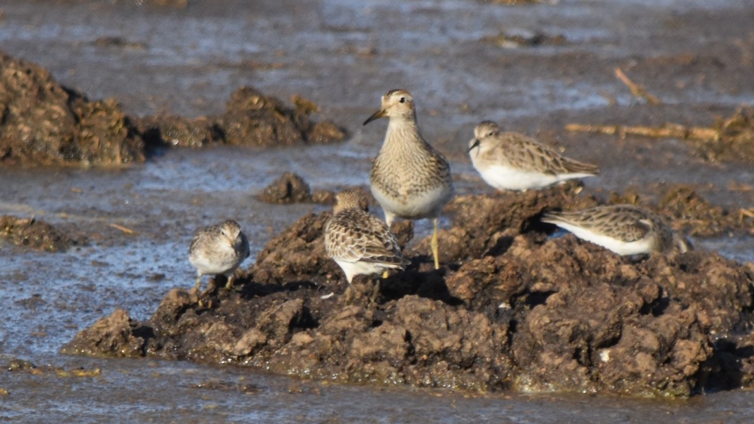 Graubrust-Strandläufer - ML610034602