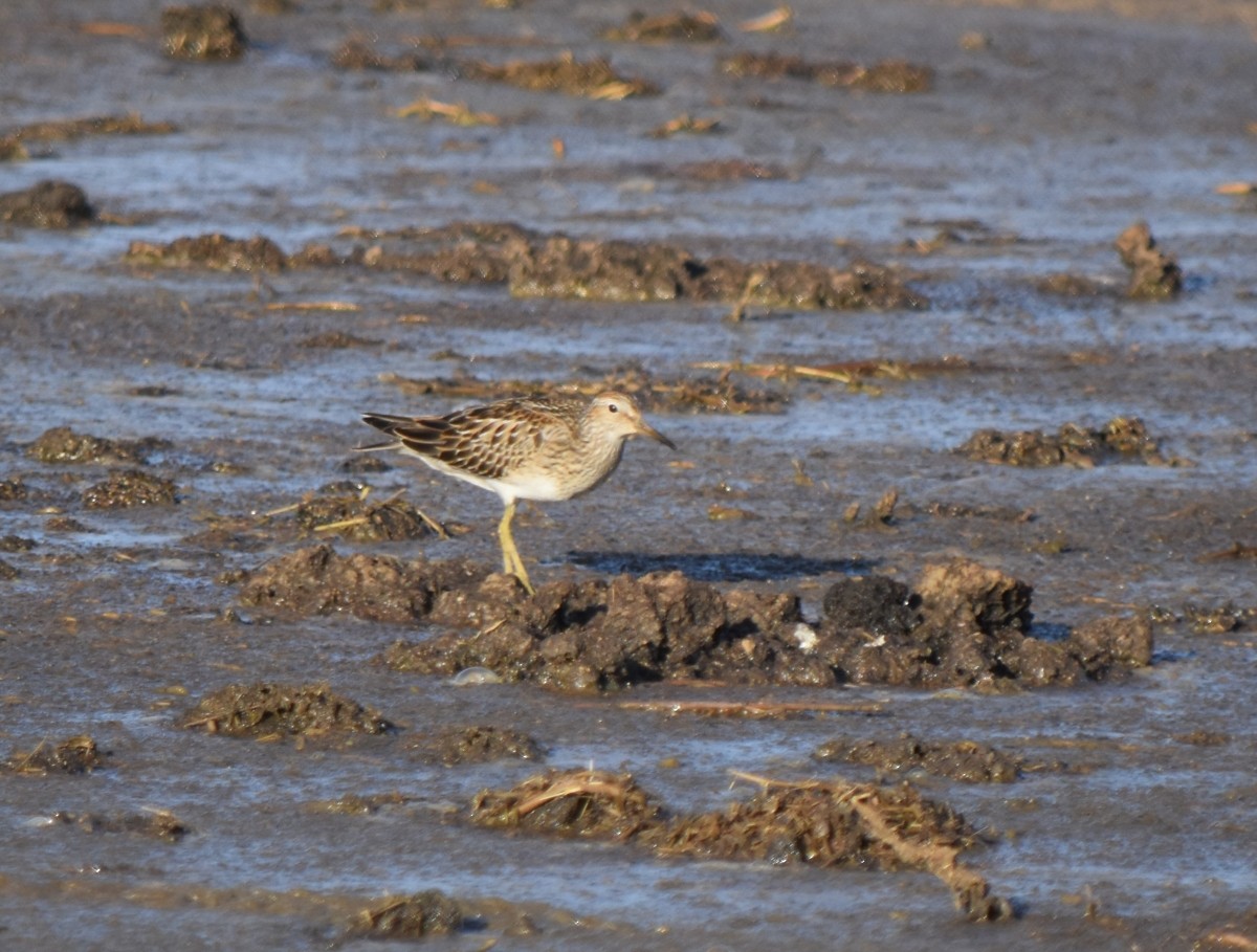 Bécasseau à poitrine cendrée - ML610034603