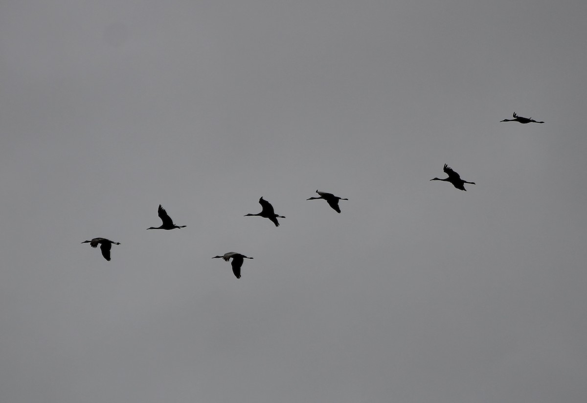 Sandhill Crane - ML610034614