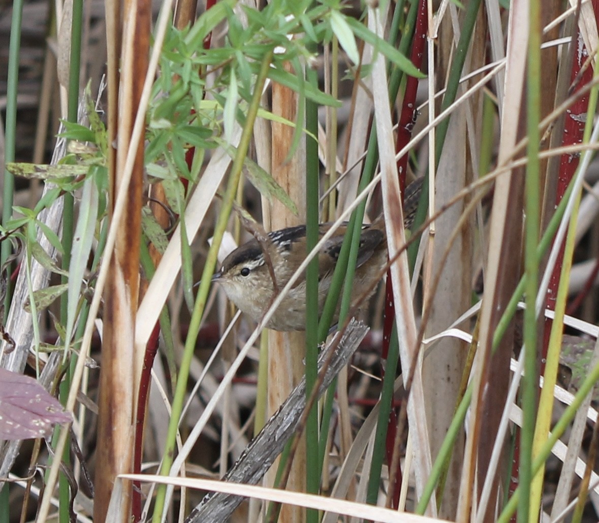 Marsh Wren - ML610034629