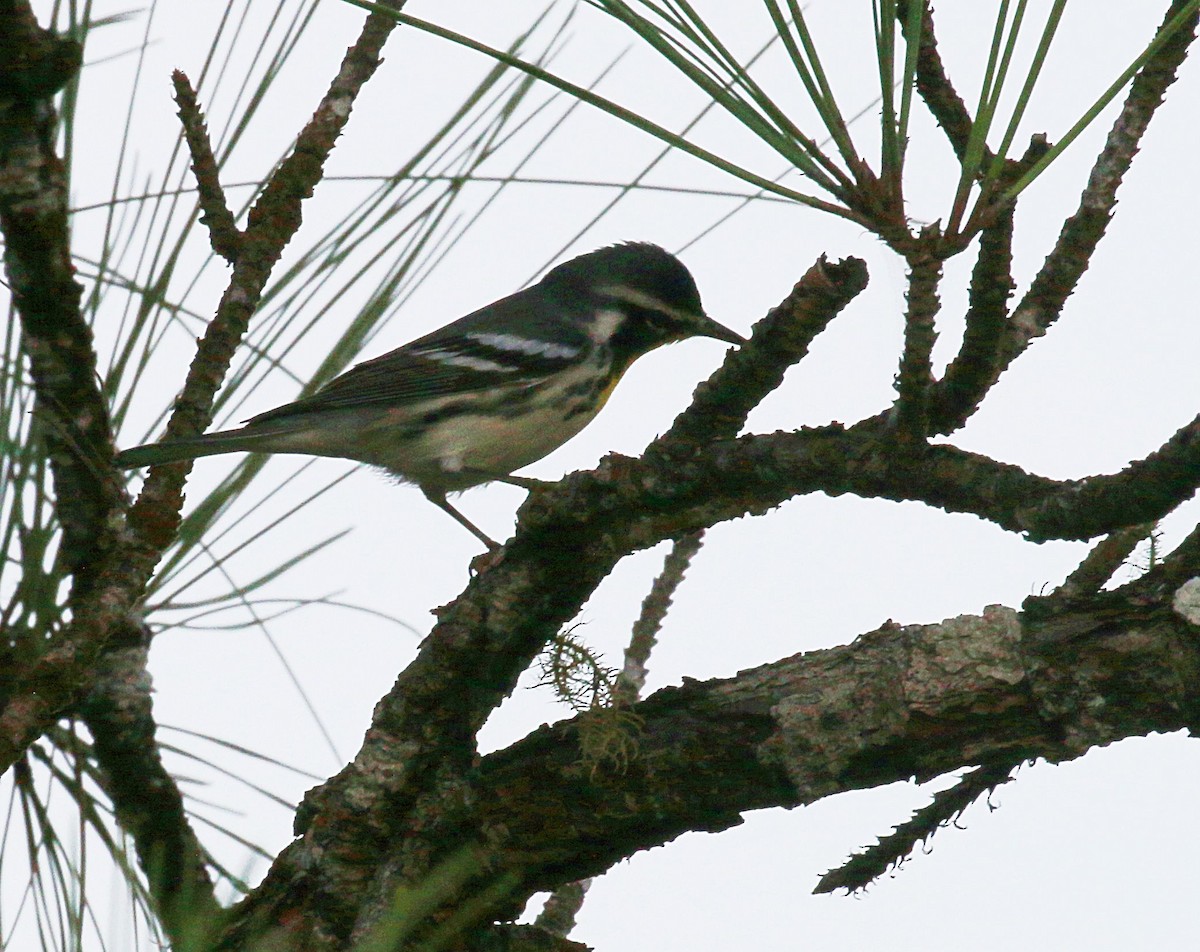 Yellow-throated Warbler - ML610034710