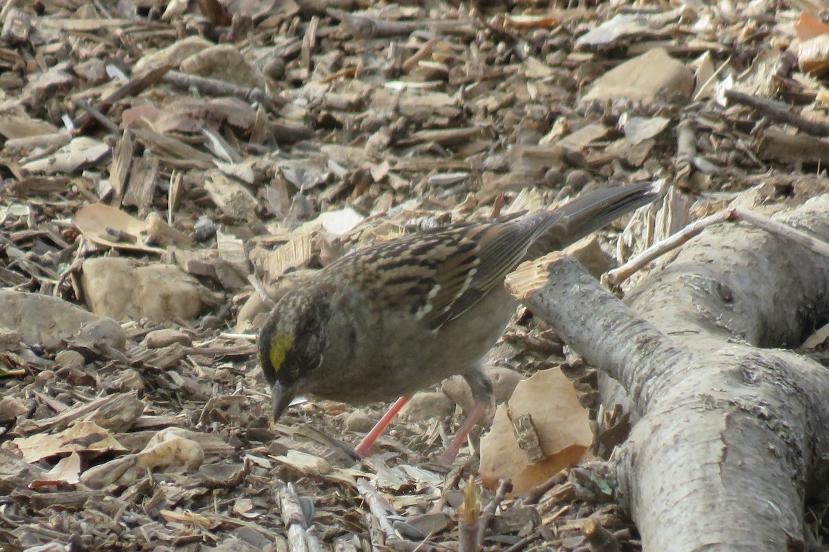 Golden-crowned Sparrow - Bruce Deuel