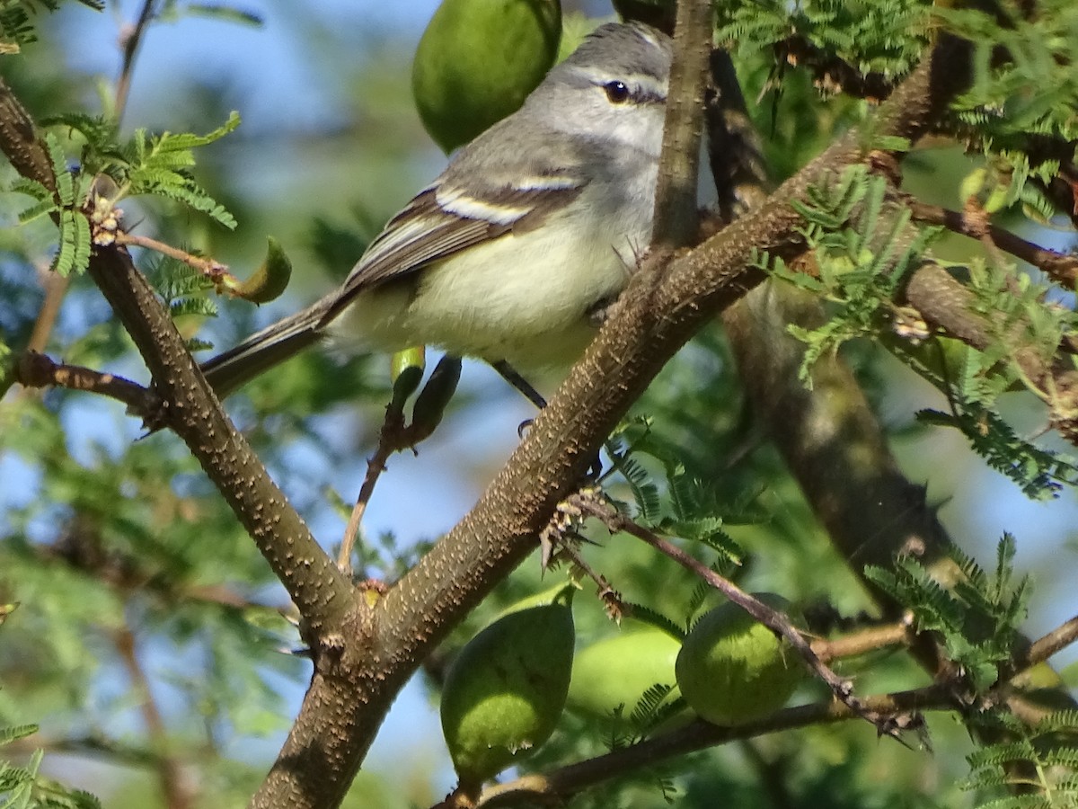 Straneck's Tyrannulet - ML610034733