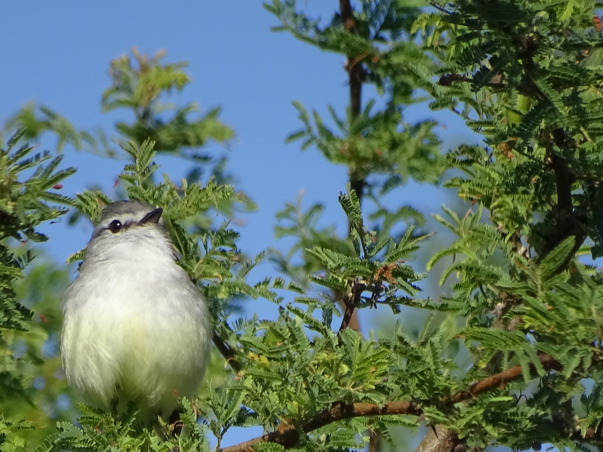 Straneck's Tyrannulet - ML610034734