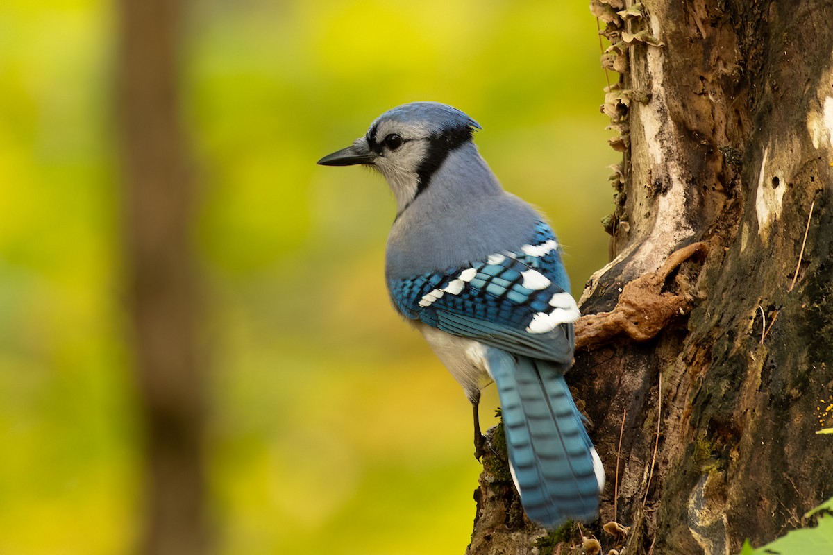 Blue Jay - ML610034741