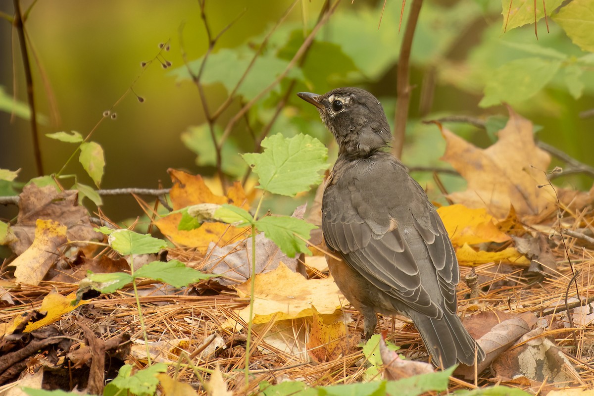 American Robin - ML610034747