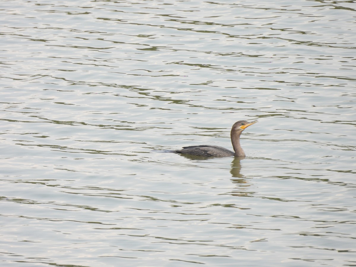 Neotropic Cormorant - ML610034748