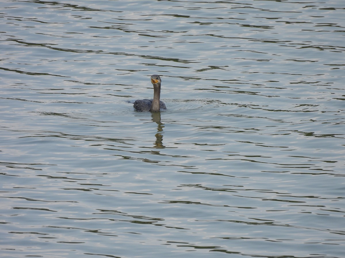 Neotropic Cormorant - ML610034749