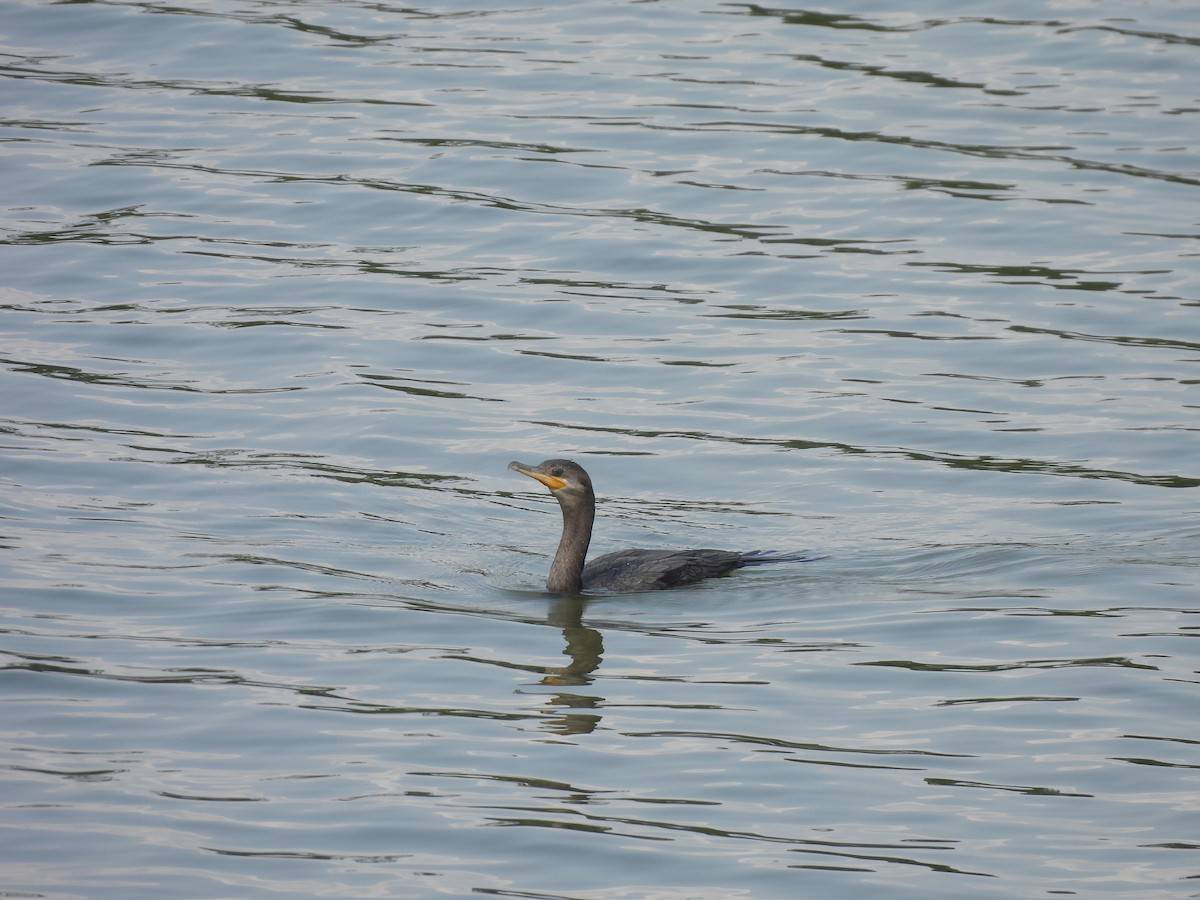 Neotropic Cormorant - ML610034750