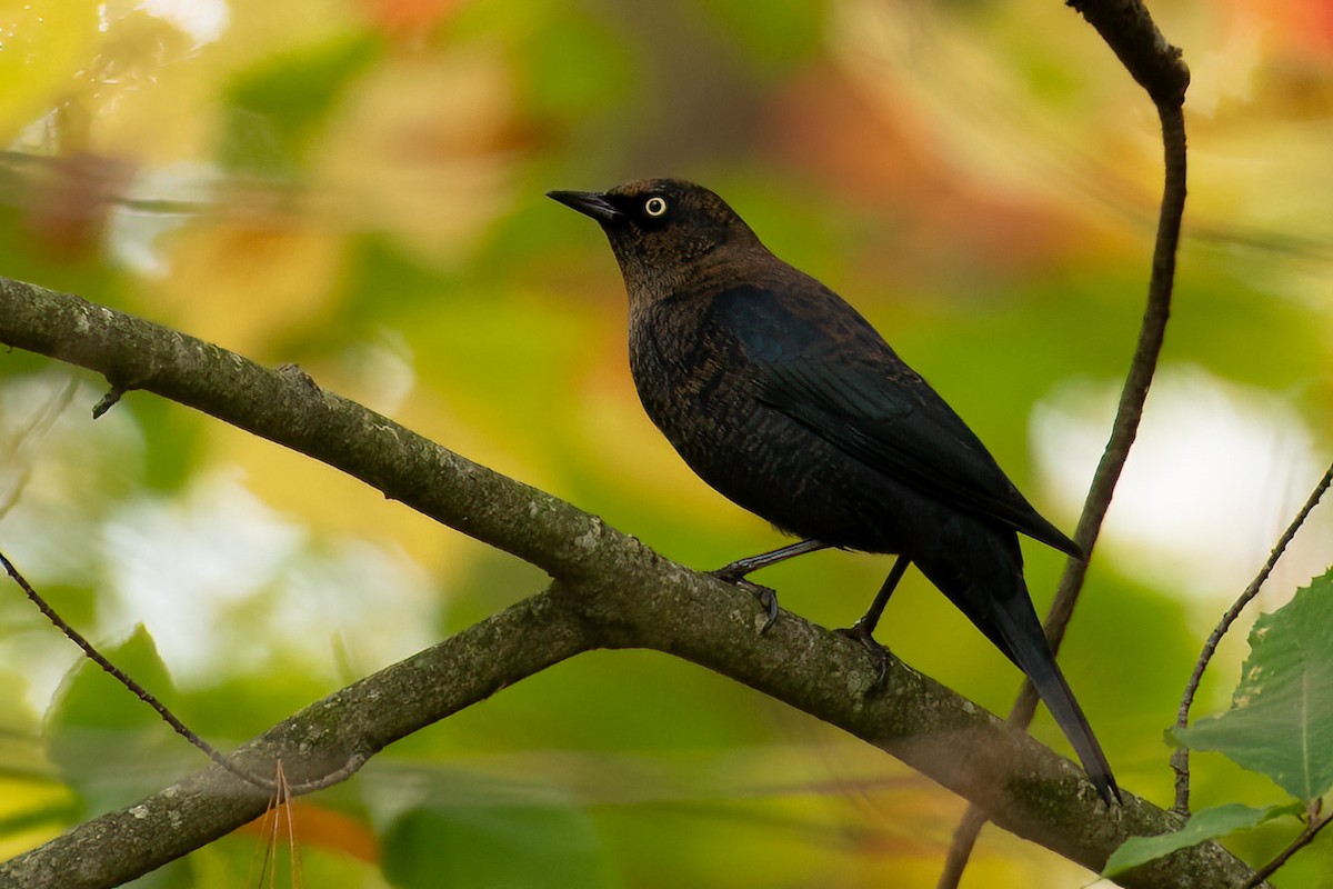 Rusty Blackbird - Gerry Gerich