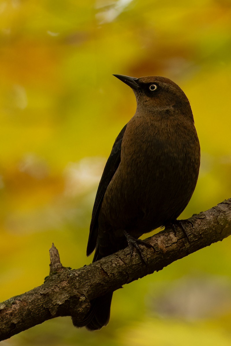 Rusty Blackbird - ML610034765