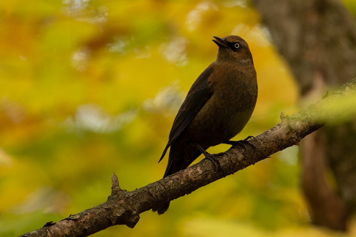 Rusty Blackbird - ML610034766