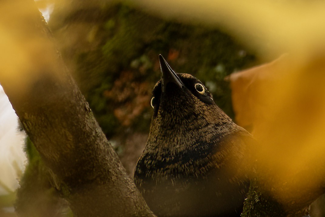 Rusty Blackbird - ML610034767