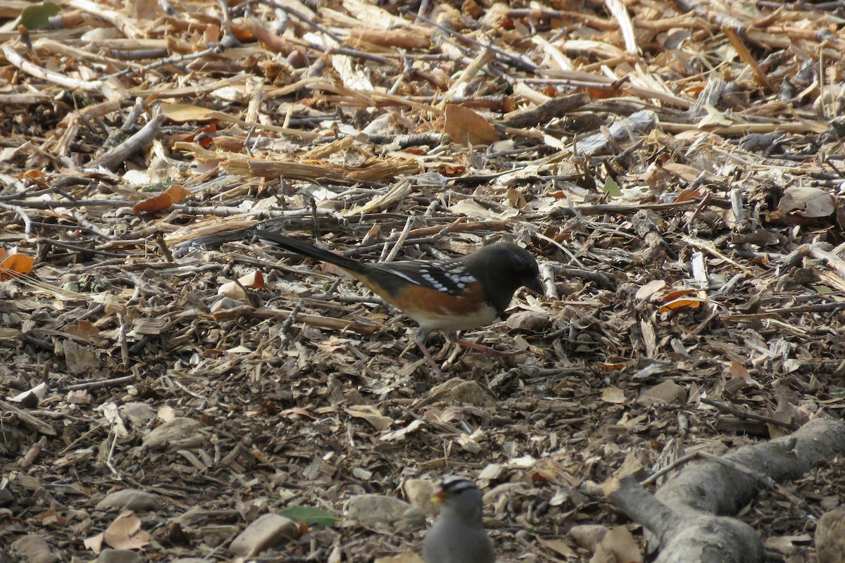 Spotted Towhee - Bruce Deuel