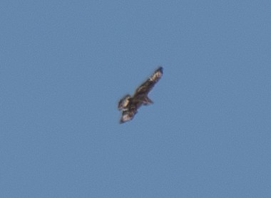 Ferruginous Hawk - Elizabeth Crouthamel