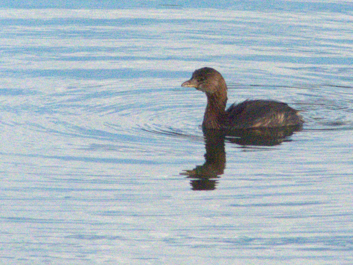 Pied-billed Grebe - ML610034882