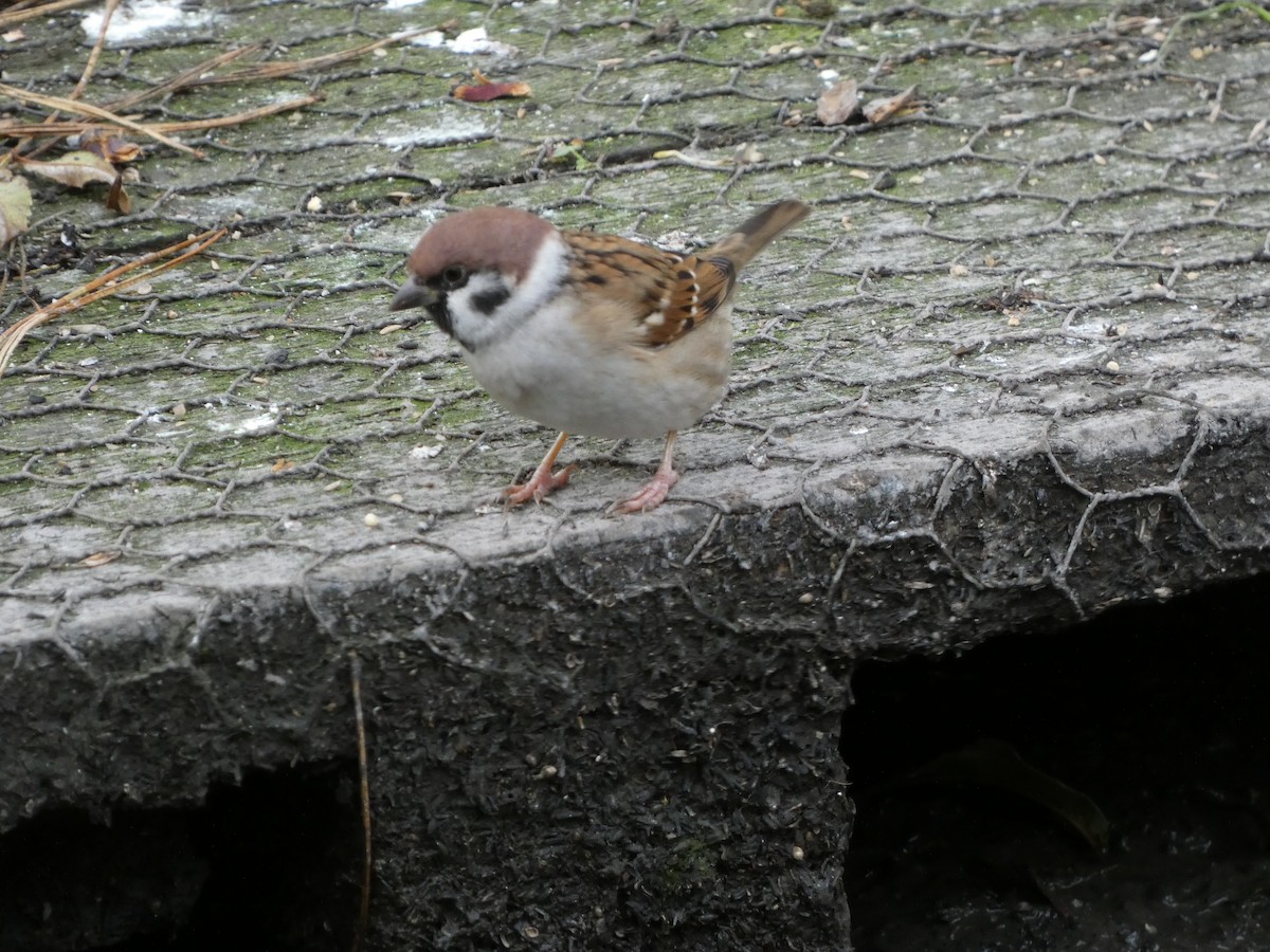 Eurasian Tree Sparrow - ML610034918
