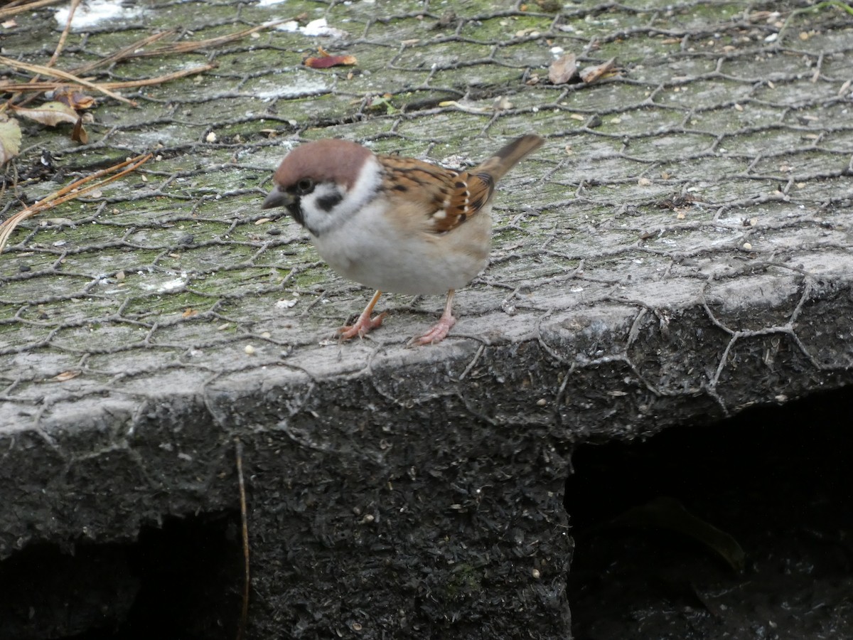 Moineau friquet - ML610034918