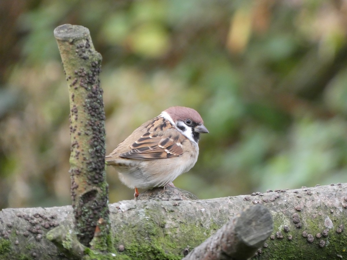 Eurasian Tree Sparrow - ML610034919