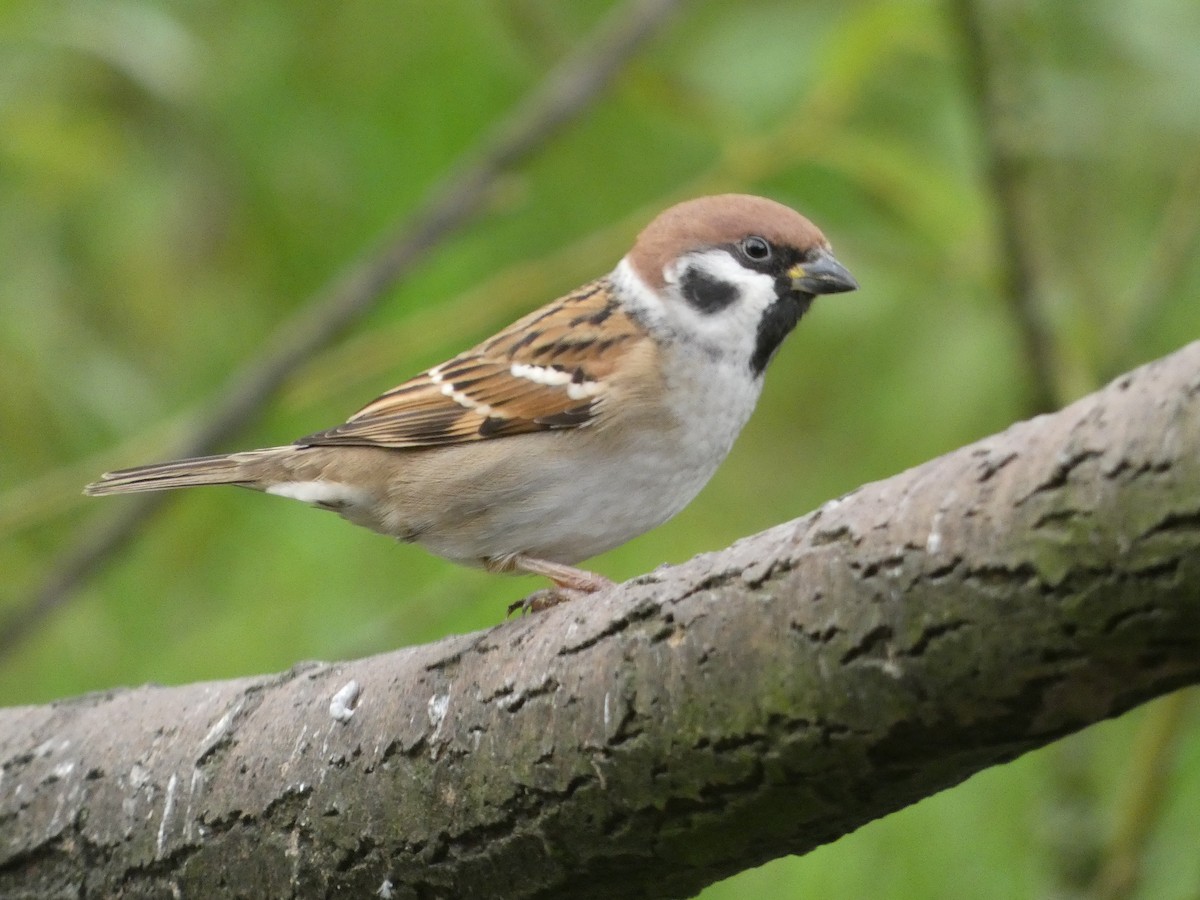 Eurasian Tree Sparrow - ML610034920