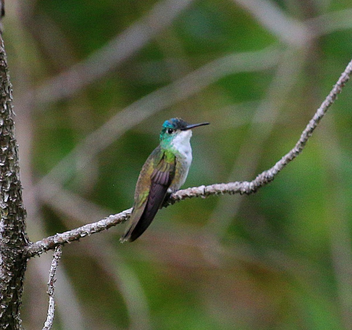 Azure-crowned Hummingbird - ML610034947